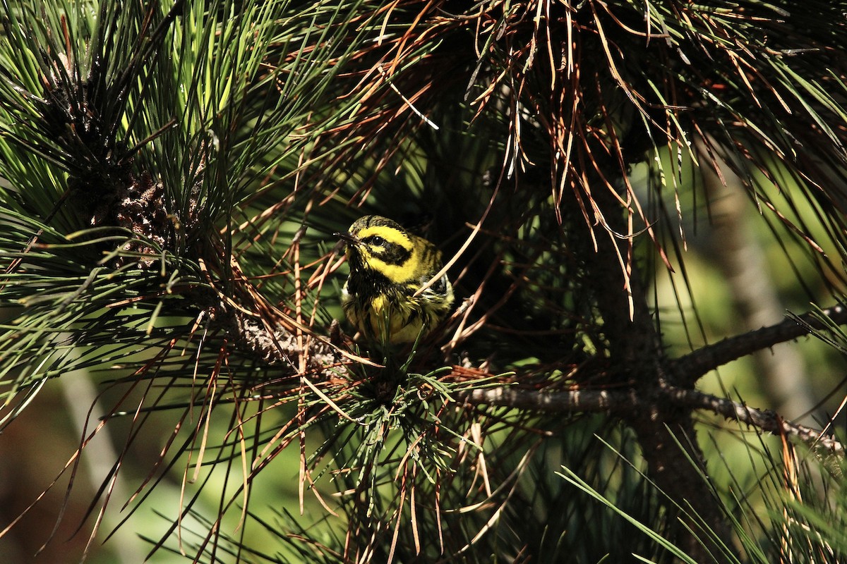 Townsend's Warbler - ML646319597