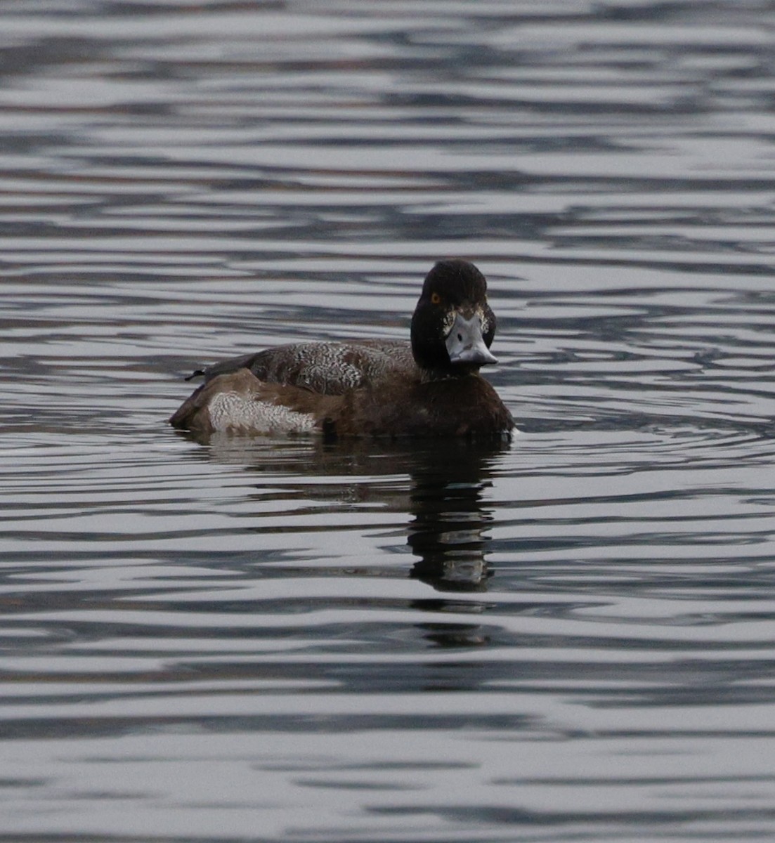 Greater Scaup - ML646319598