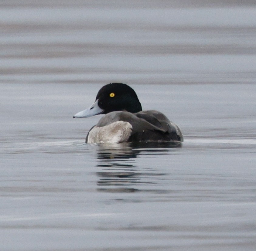 Greater Scaup - ML646319599