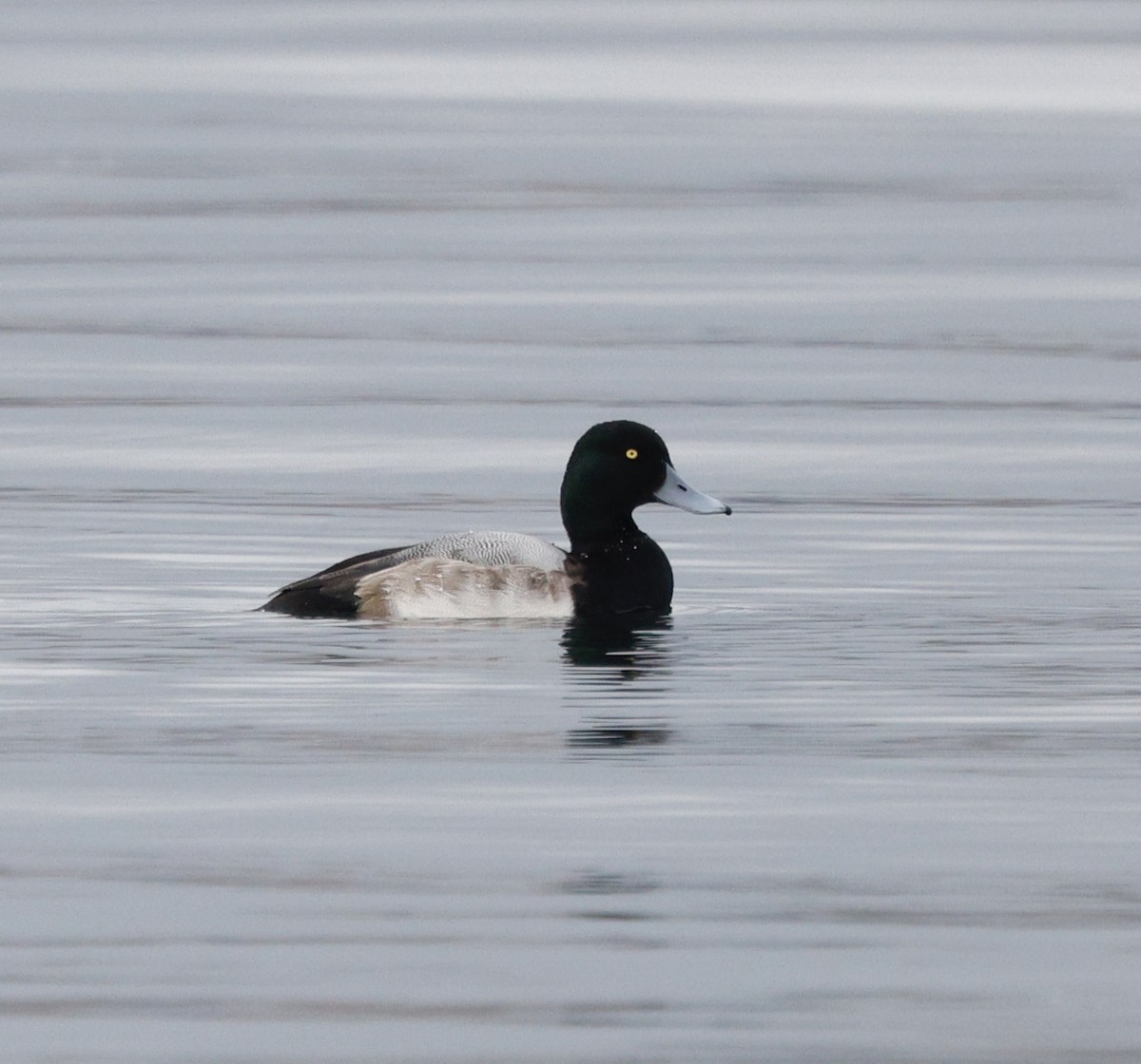 Greater Scaup - ML646319600