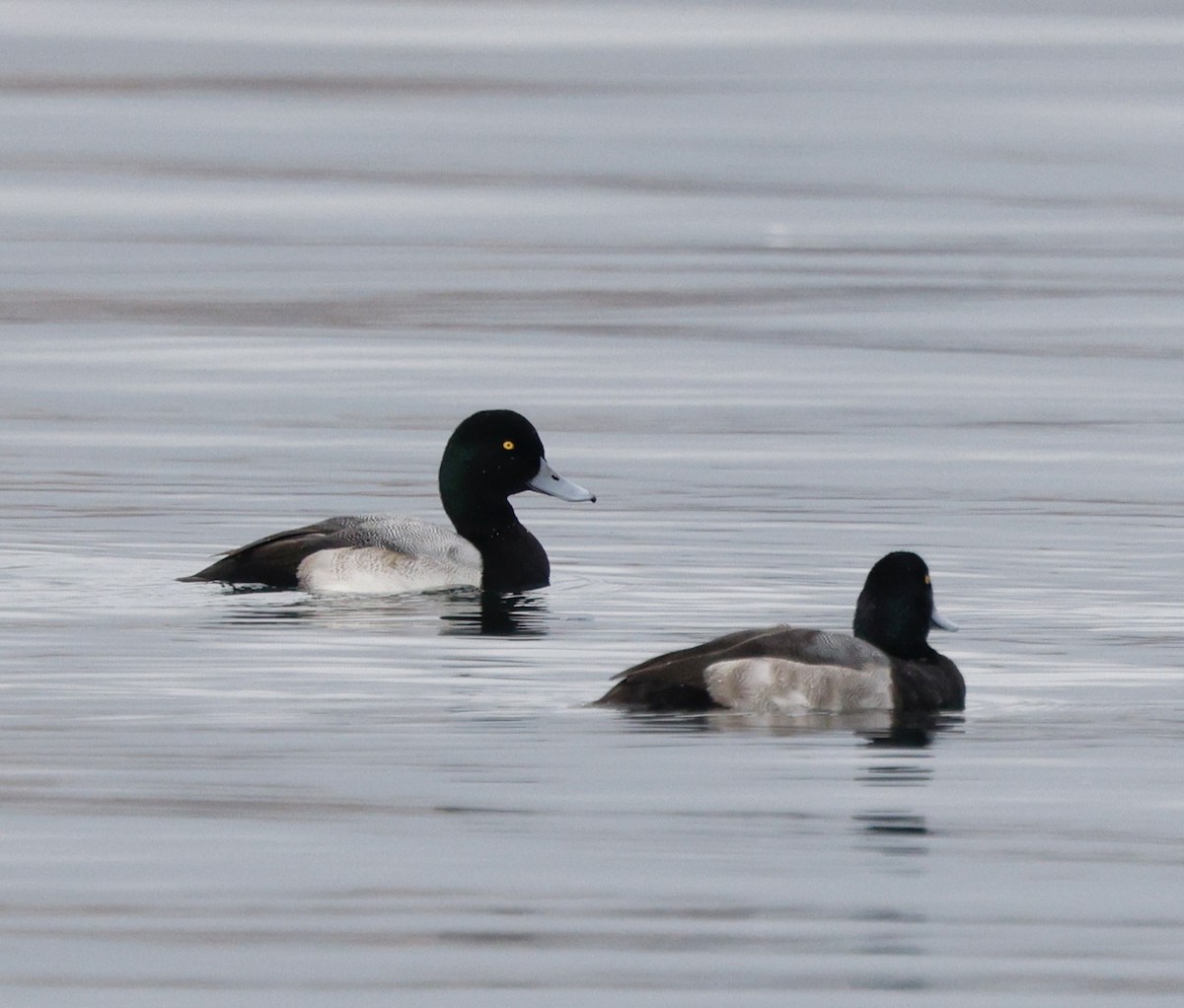 Greater Scaup - ML646319601