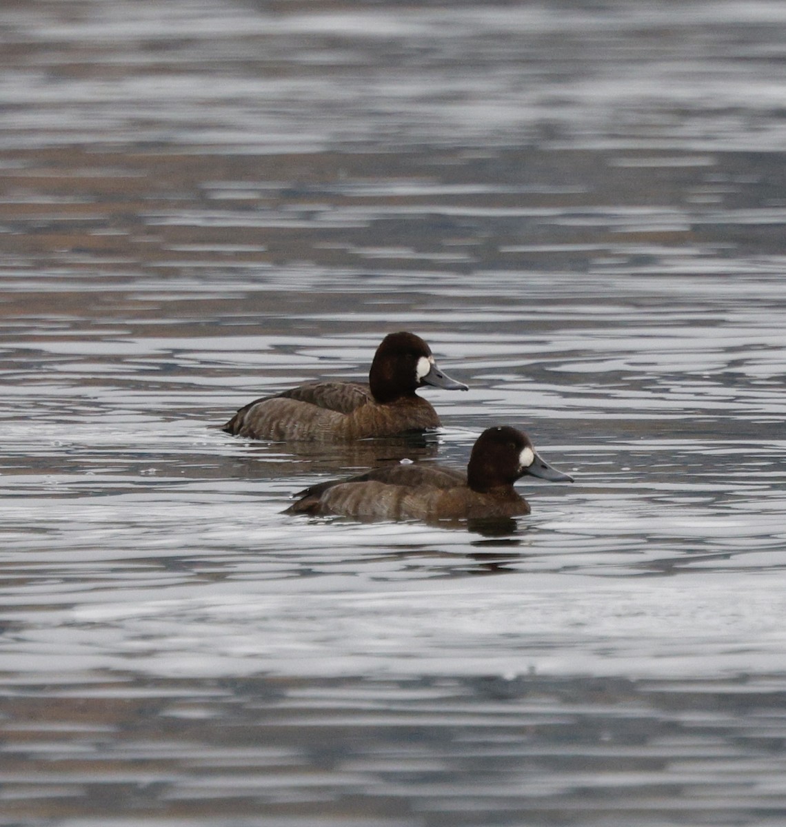 Greater Scaup - ML646319602