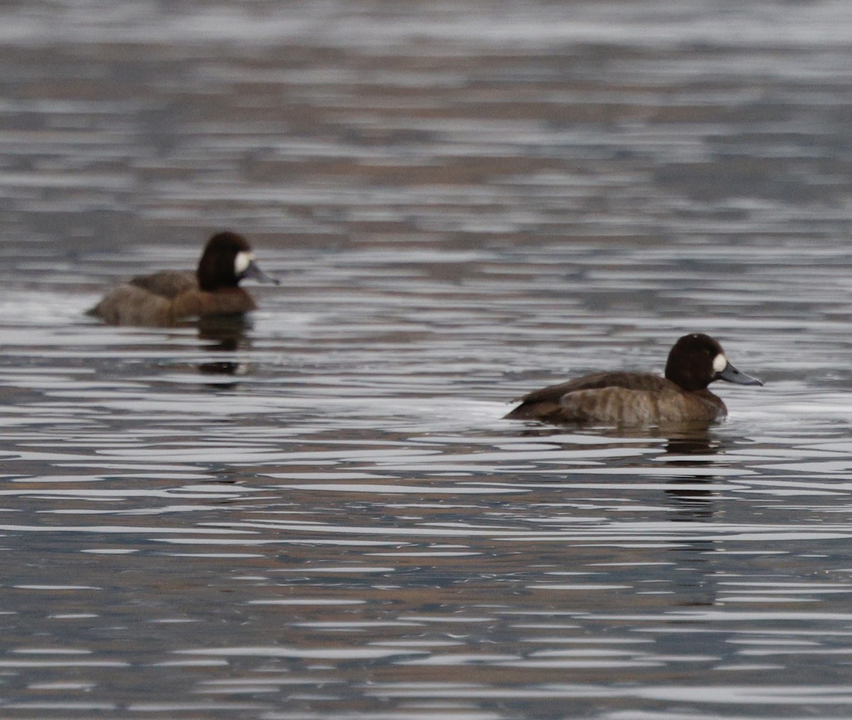 Greater Scaup - ML646319603