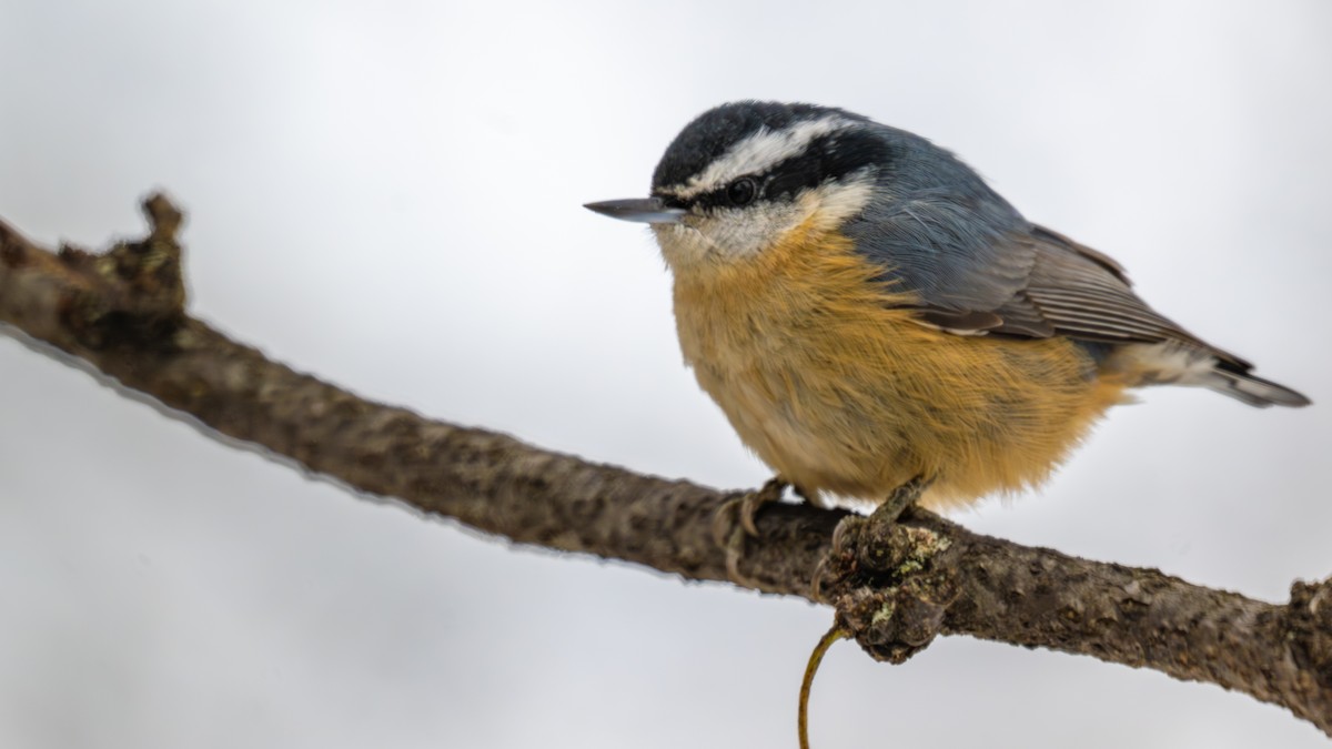Red-breasted Nuthatch - ML646319604