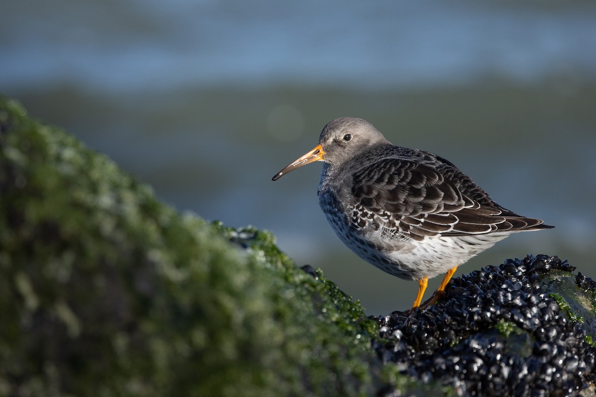 Purple Sandpiper - ML646319605