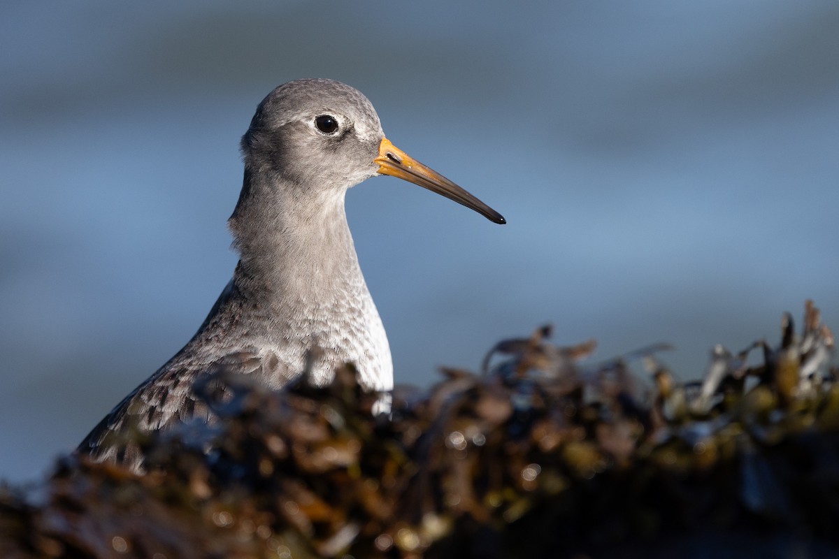 Purple Sandpiper - ML646319606