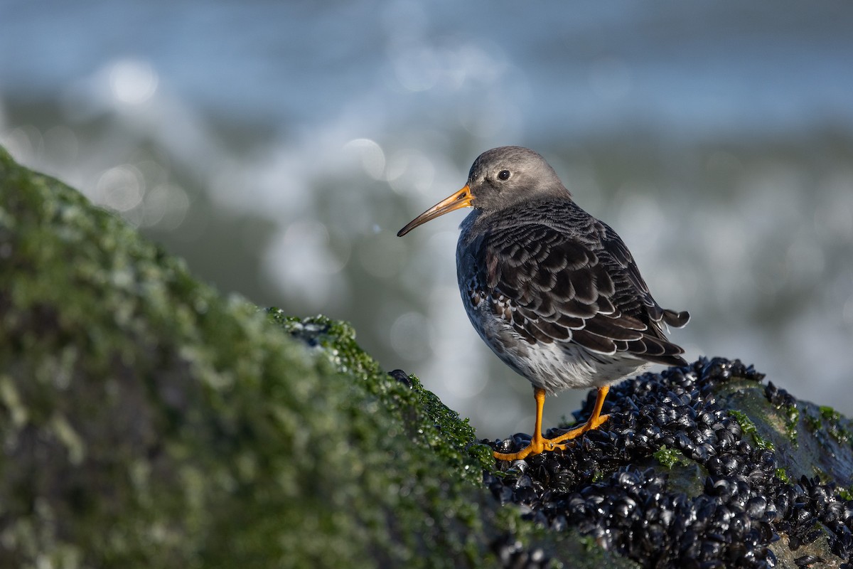 Purple Sandpiper - ML646319607