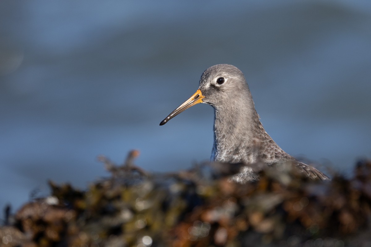 Purple Sandpiper - ML646319608