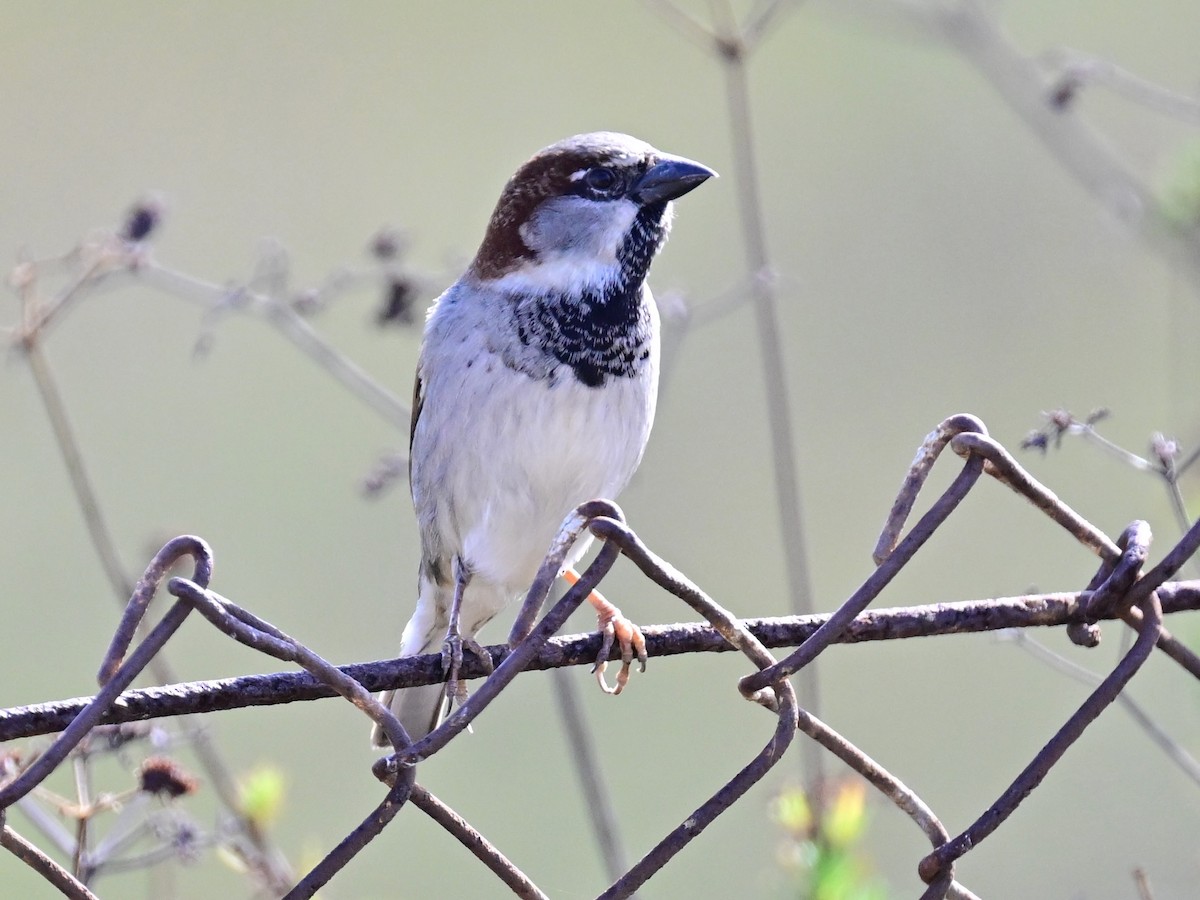 House Sparrow - ML646319609
