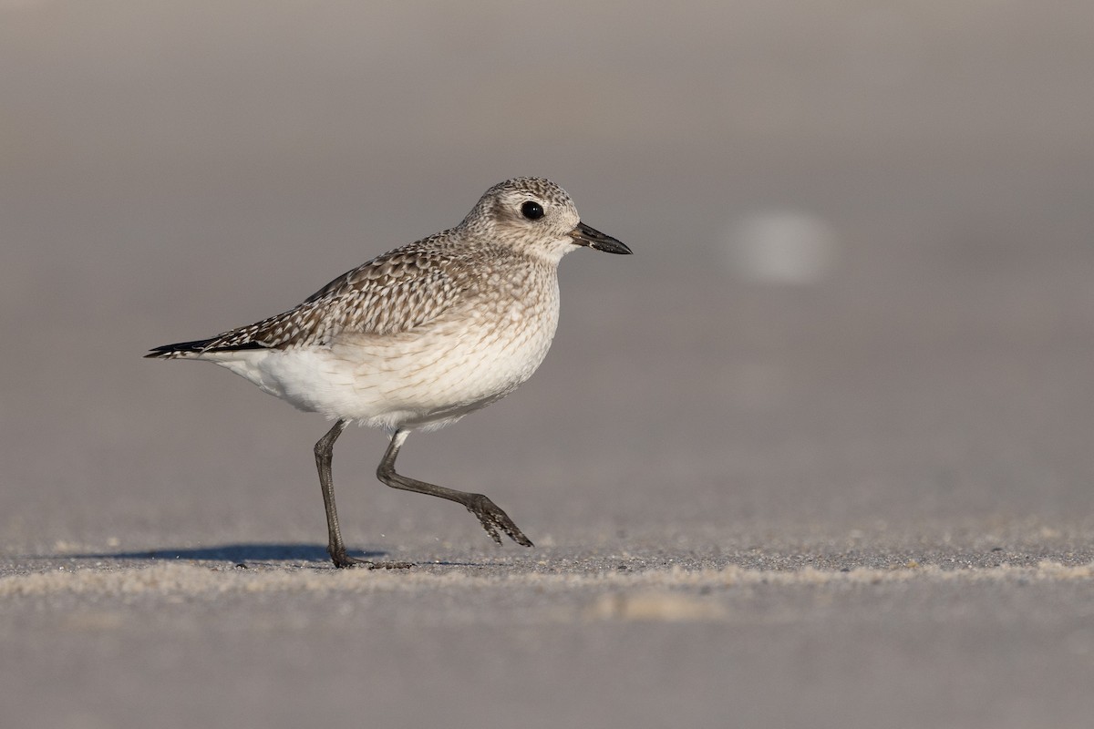 Black-bellied Plover - ML646319610