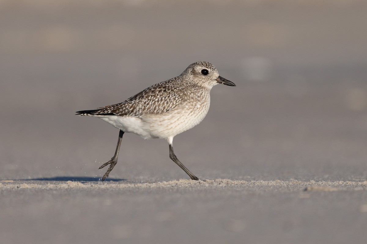 Black-bellied Plover - ML646319611