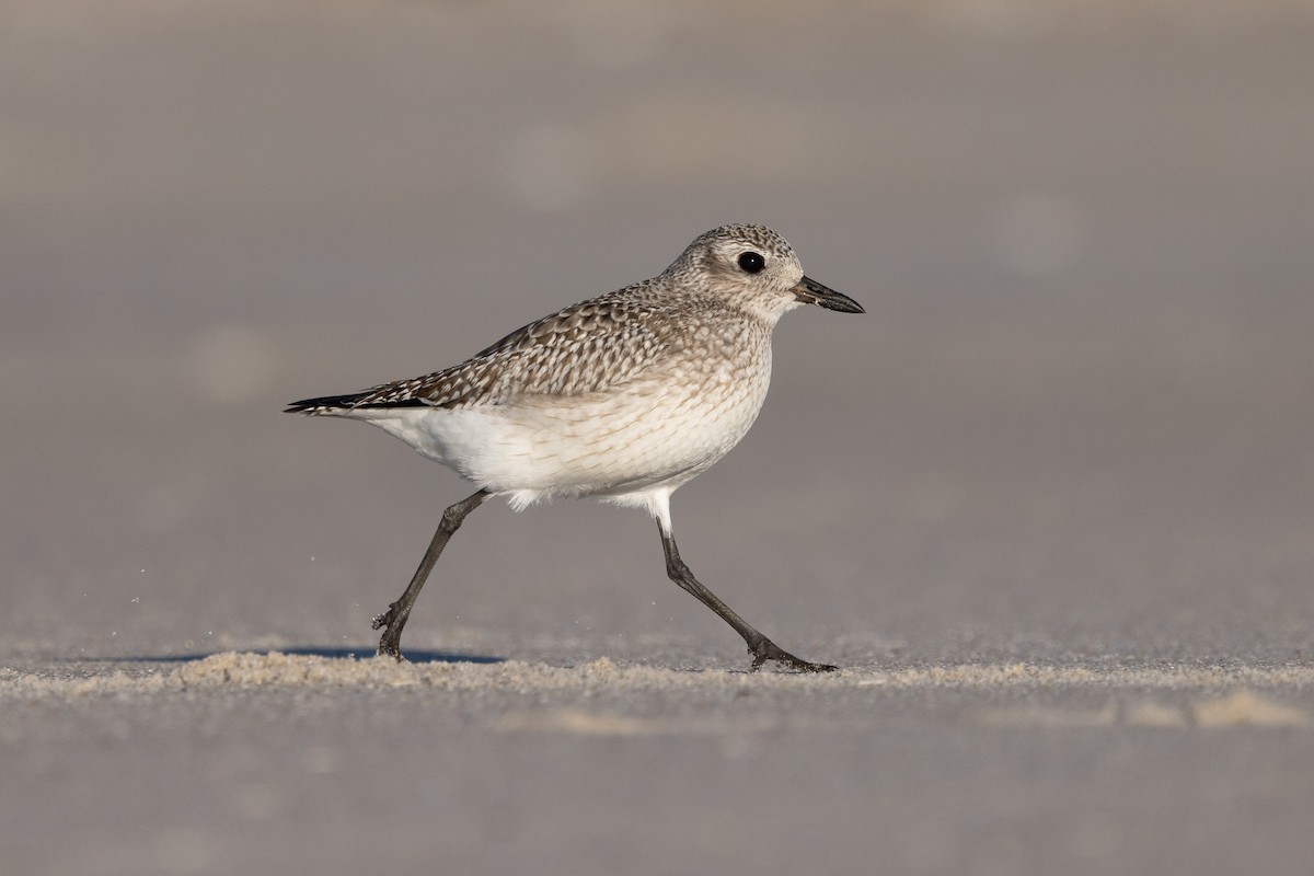 Black-bellied Plover - ML646319612