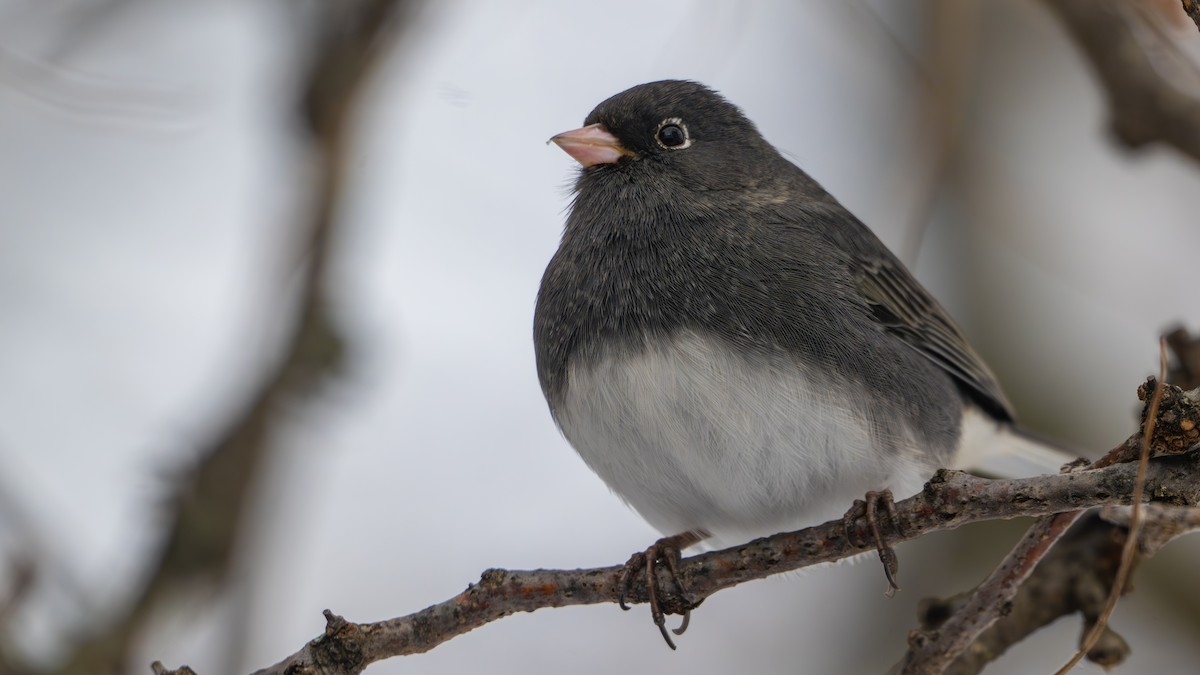 Dark-eyed Junco - ML646319613