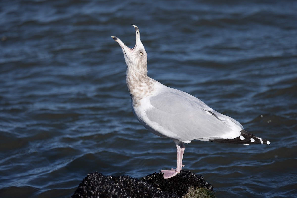 racek americký - ML646319614