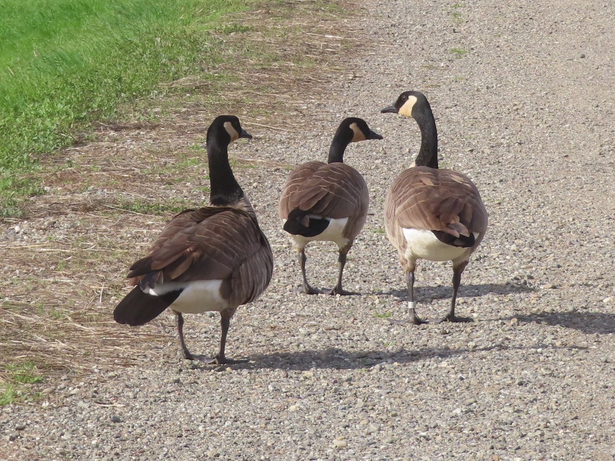 Oca canadese maggiore - ML646319624