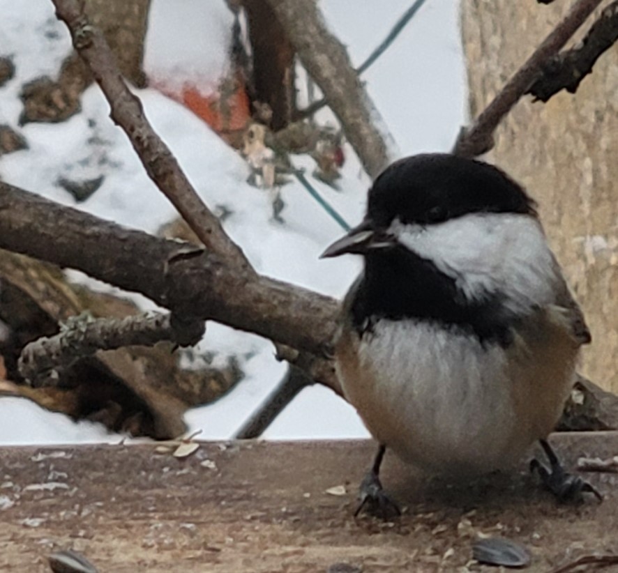Black-capped Chickadee - ML646319626