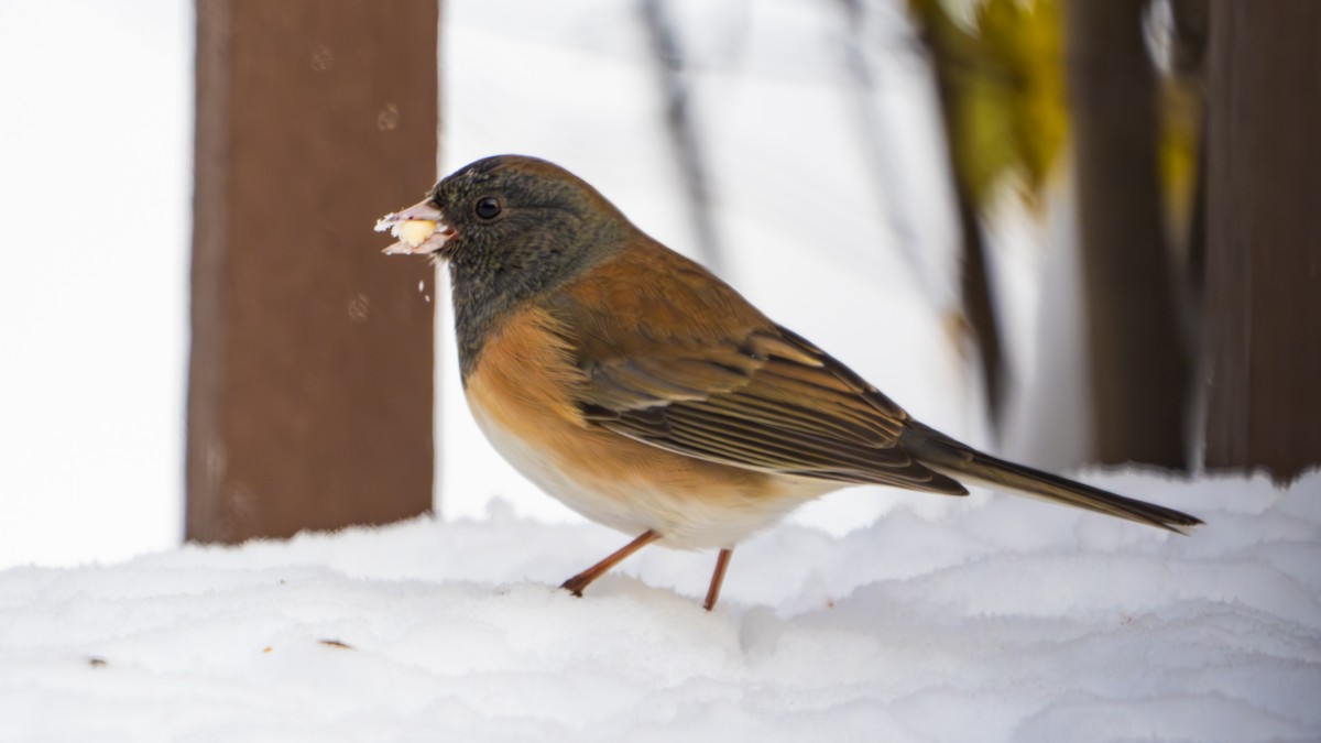 Dark-eyed Junco (Oregon) - ML646319627