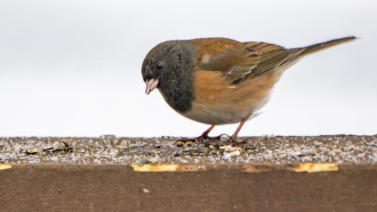 Dark-eyed Junco (Oregon) - ML646319628