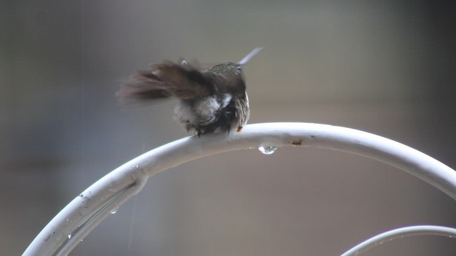 Ruby-throated Hummingbird - ML646319629