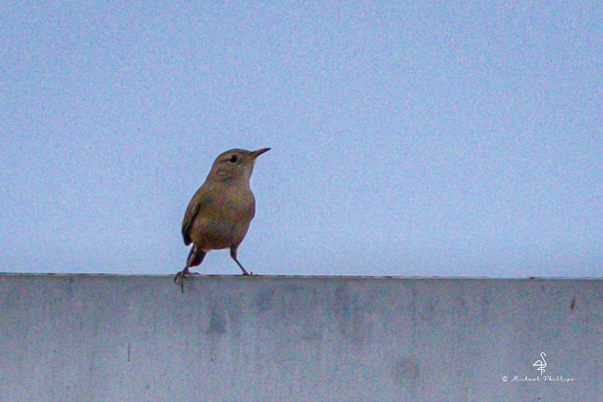 Southern House Wren - ML646319630