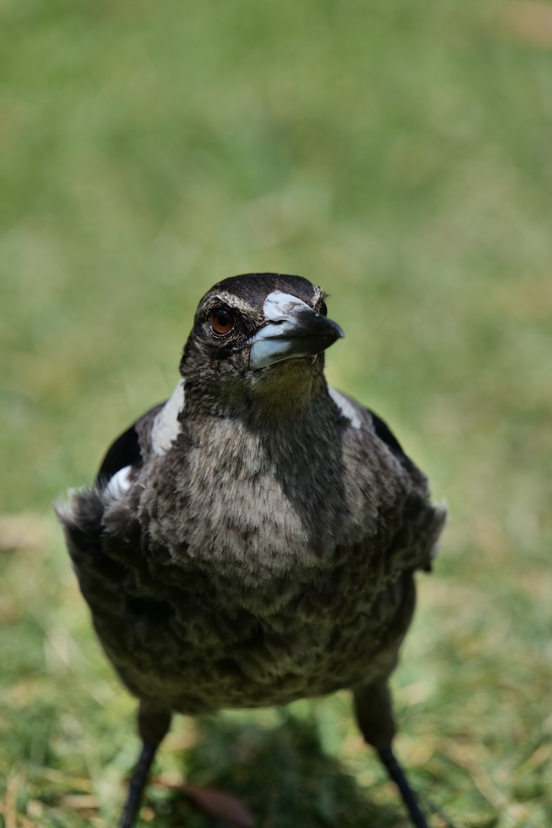 flétňák australský - ML646319641