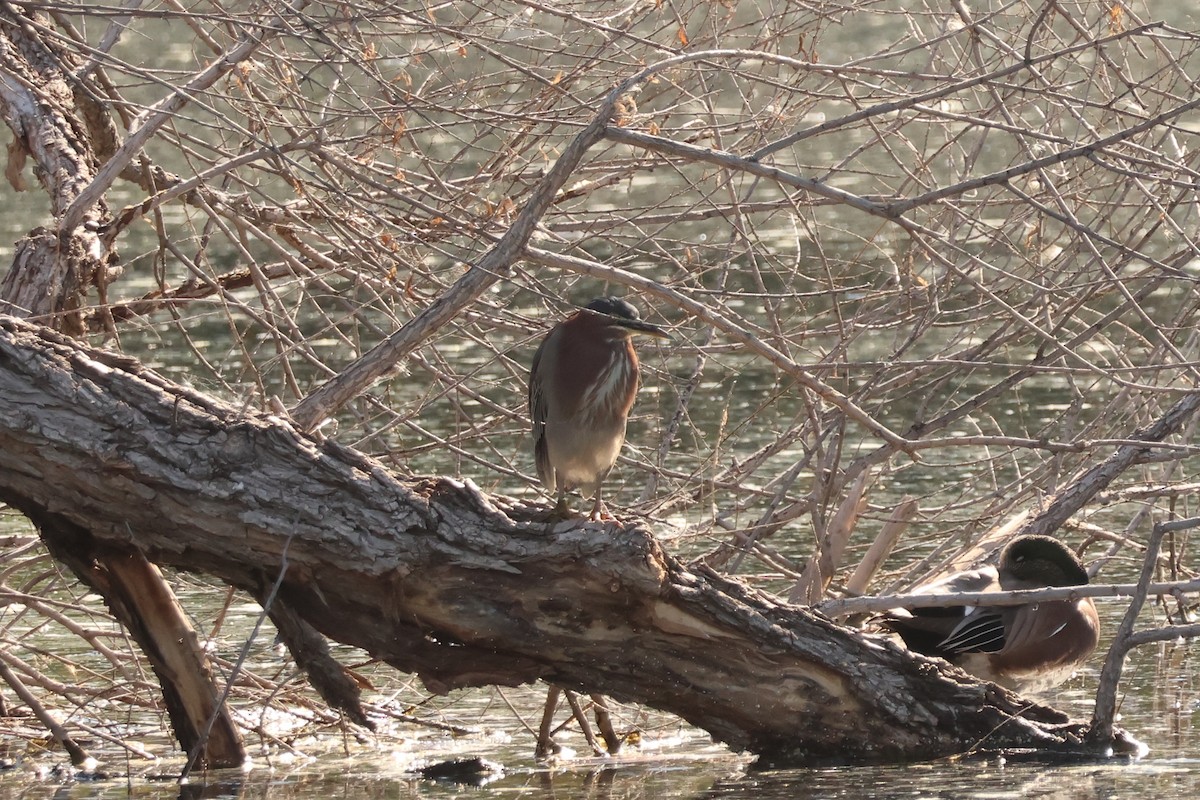 Green Heron - ML646319644