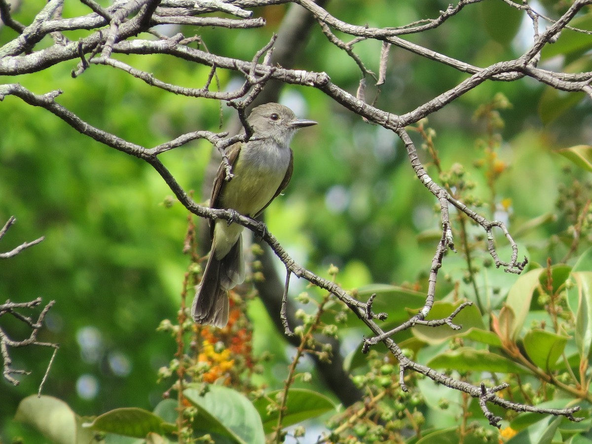 Panama Flycatcher - ML646319645