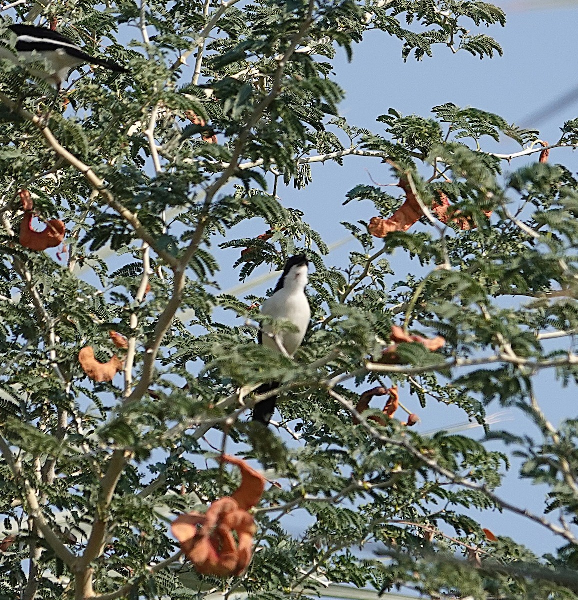 Gabon Boubou - ML646319648