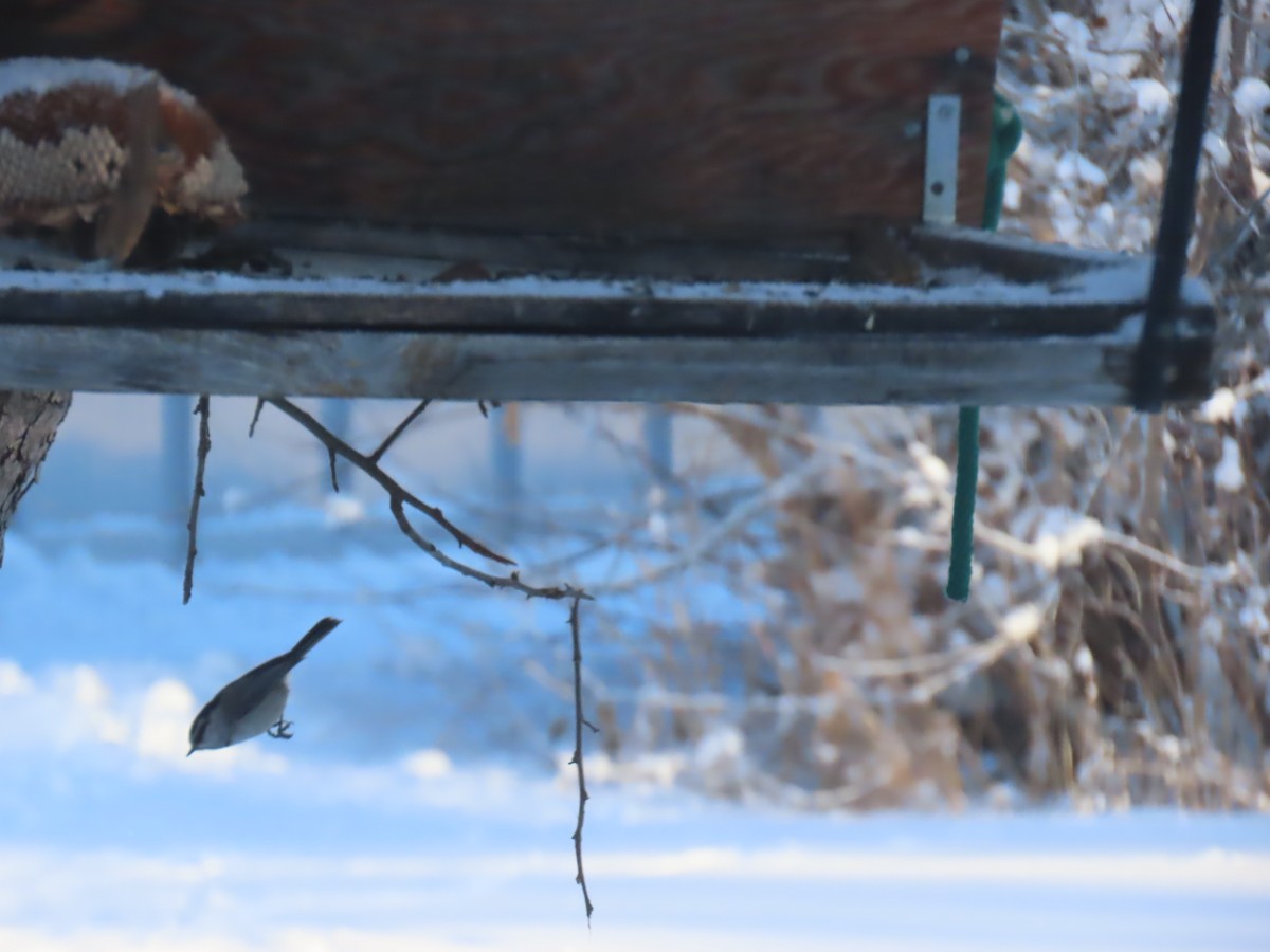 Mountain Chickadee - ML646319652