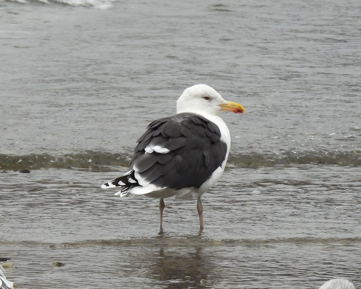 Great Black-backed Gull - ML646319653