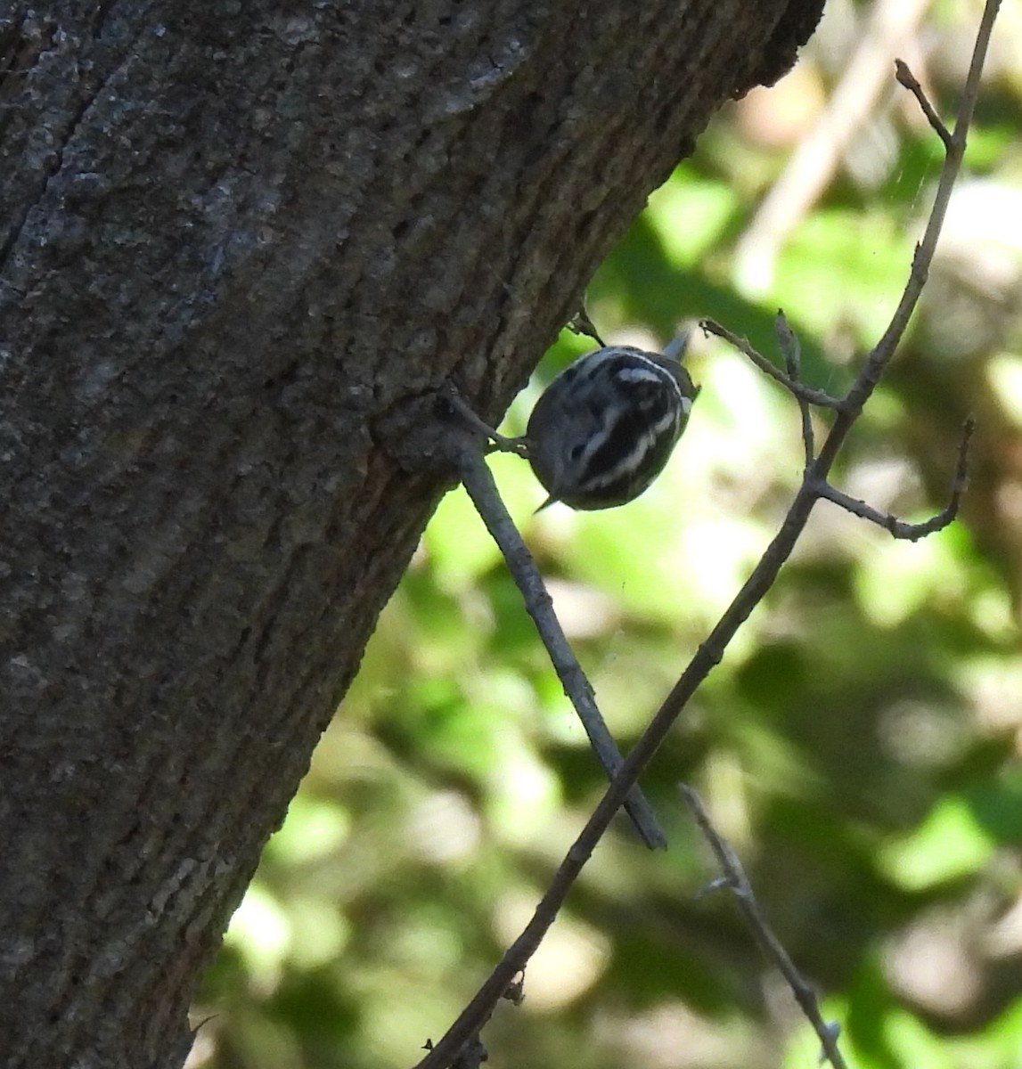 Black-and-white Warbler - ML646319663