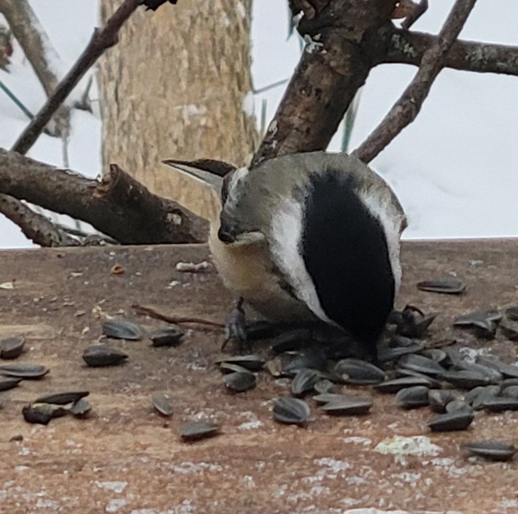 Black-capped Chickadee - ML646319664