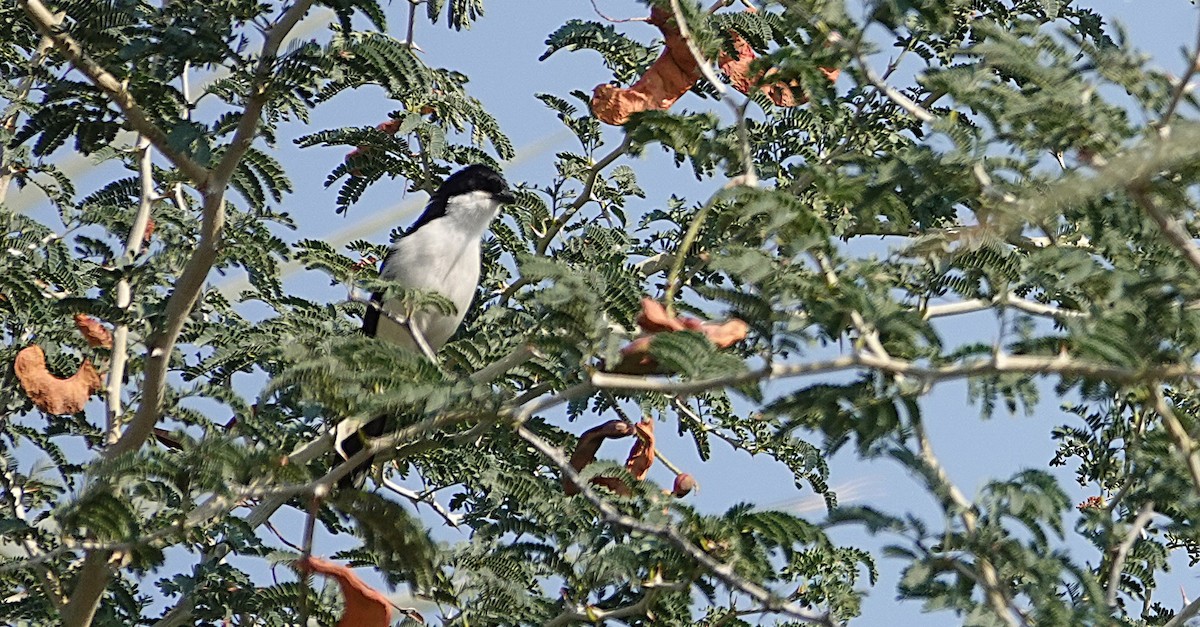 Gabon Boubou - ML646319667