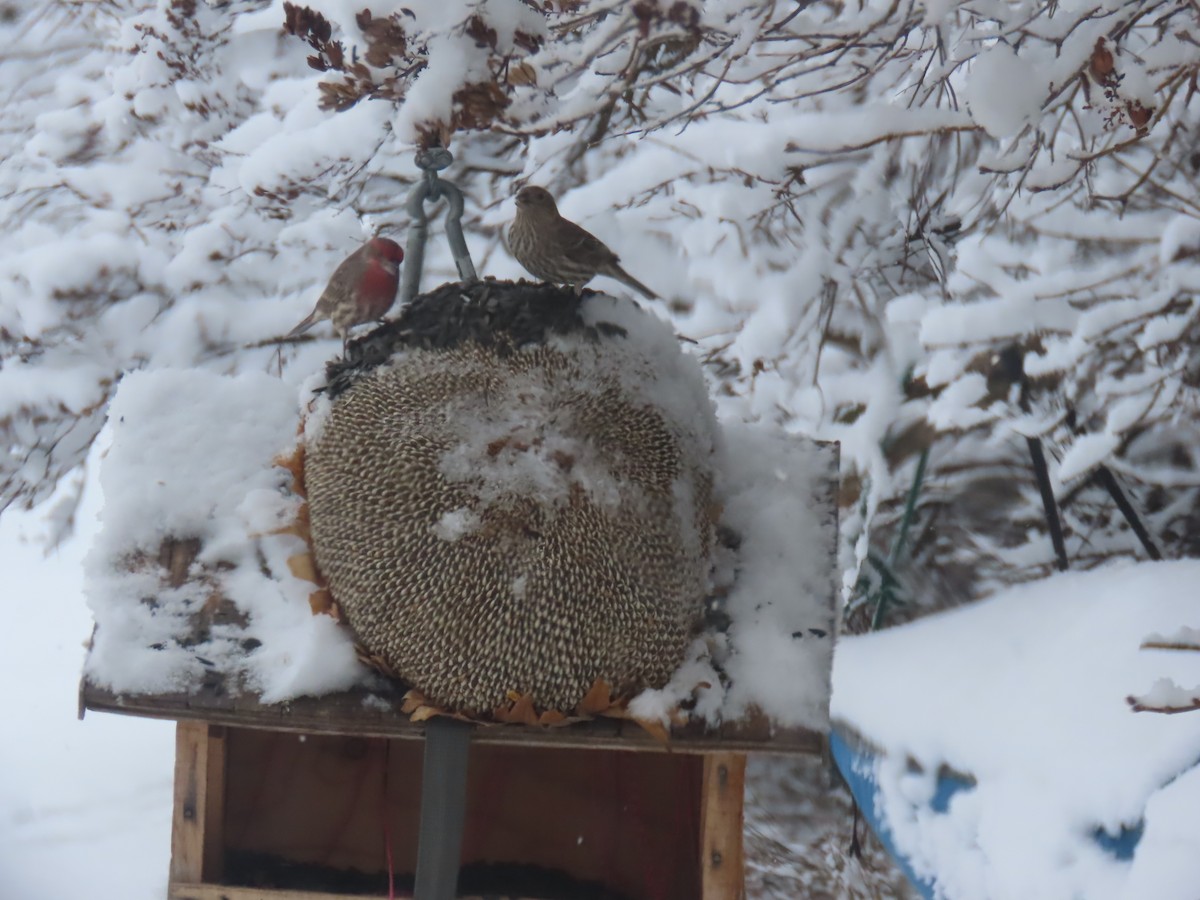House Finch - ML646319669