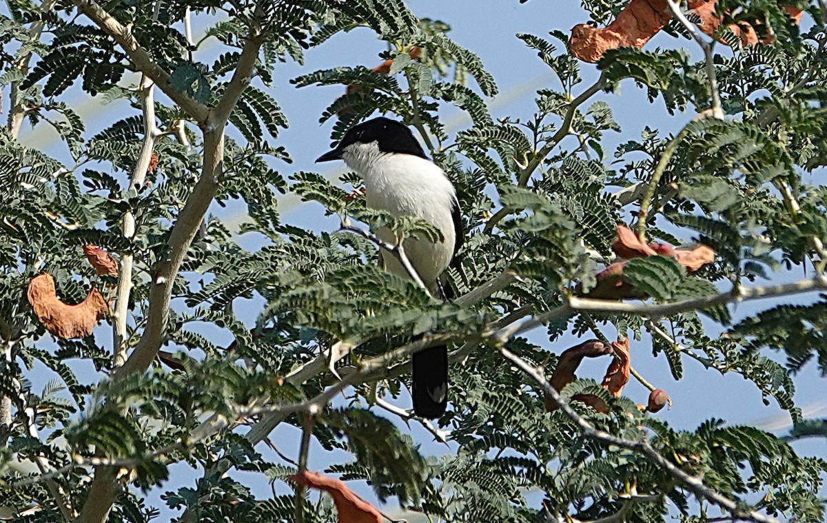 Gabon Boubou - ML646319670