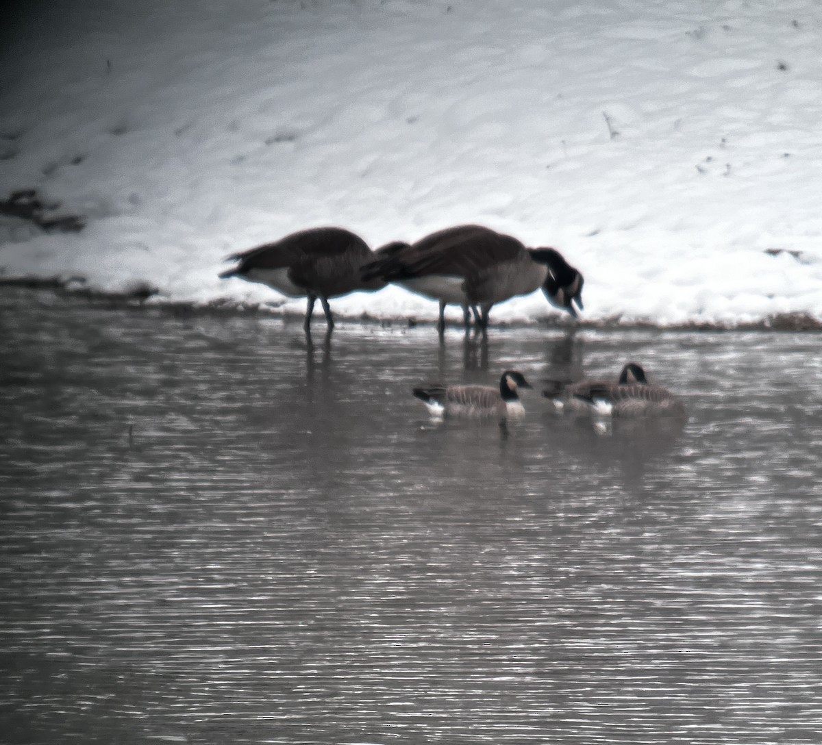 Харлаг галуу - ML646319678