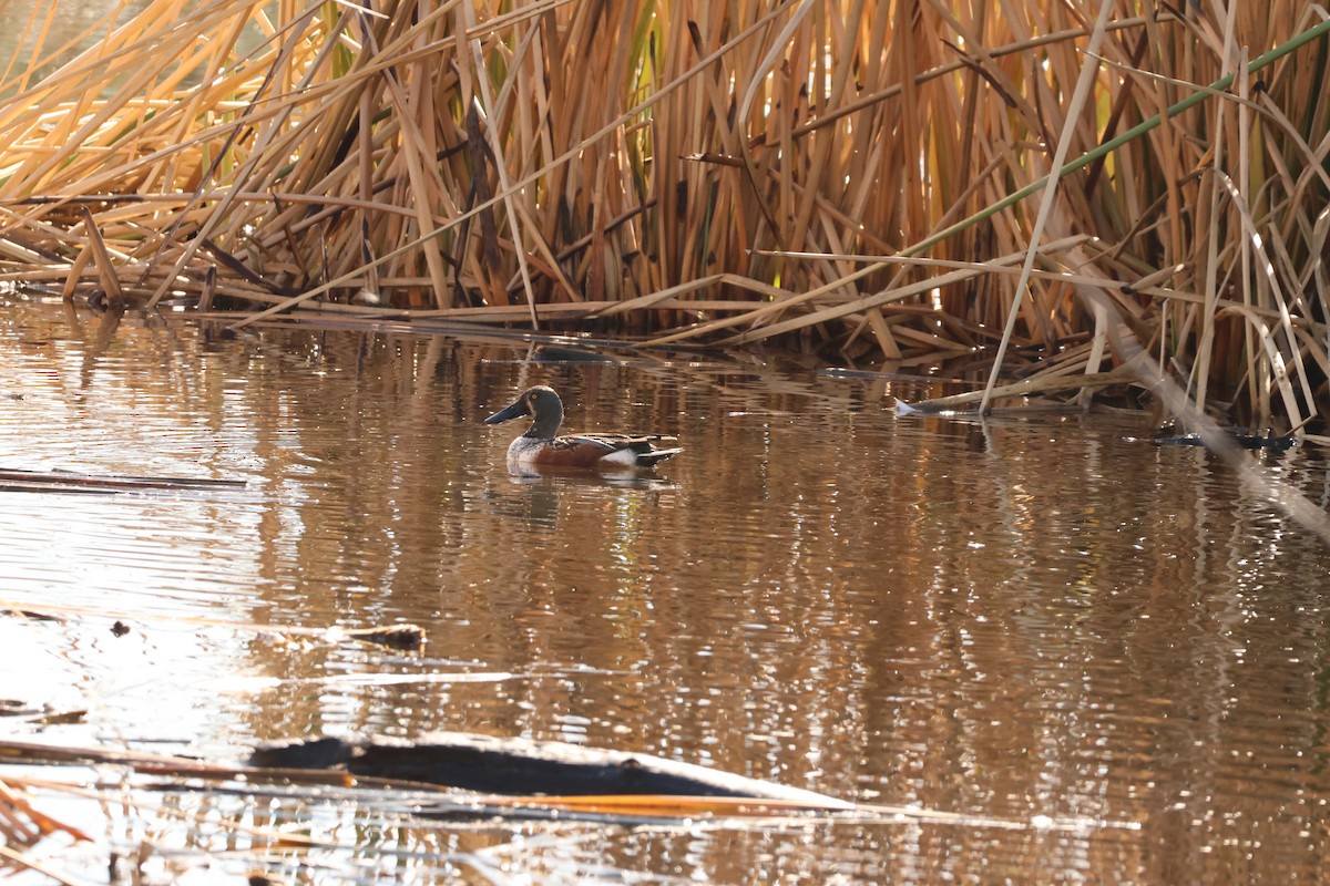 Northern Shoveler - ML646319682