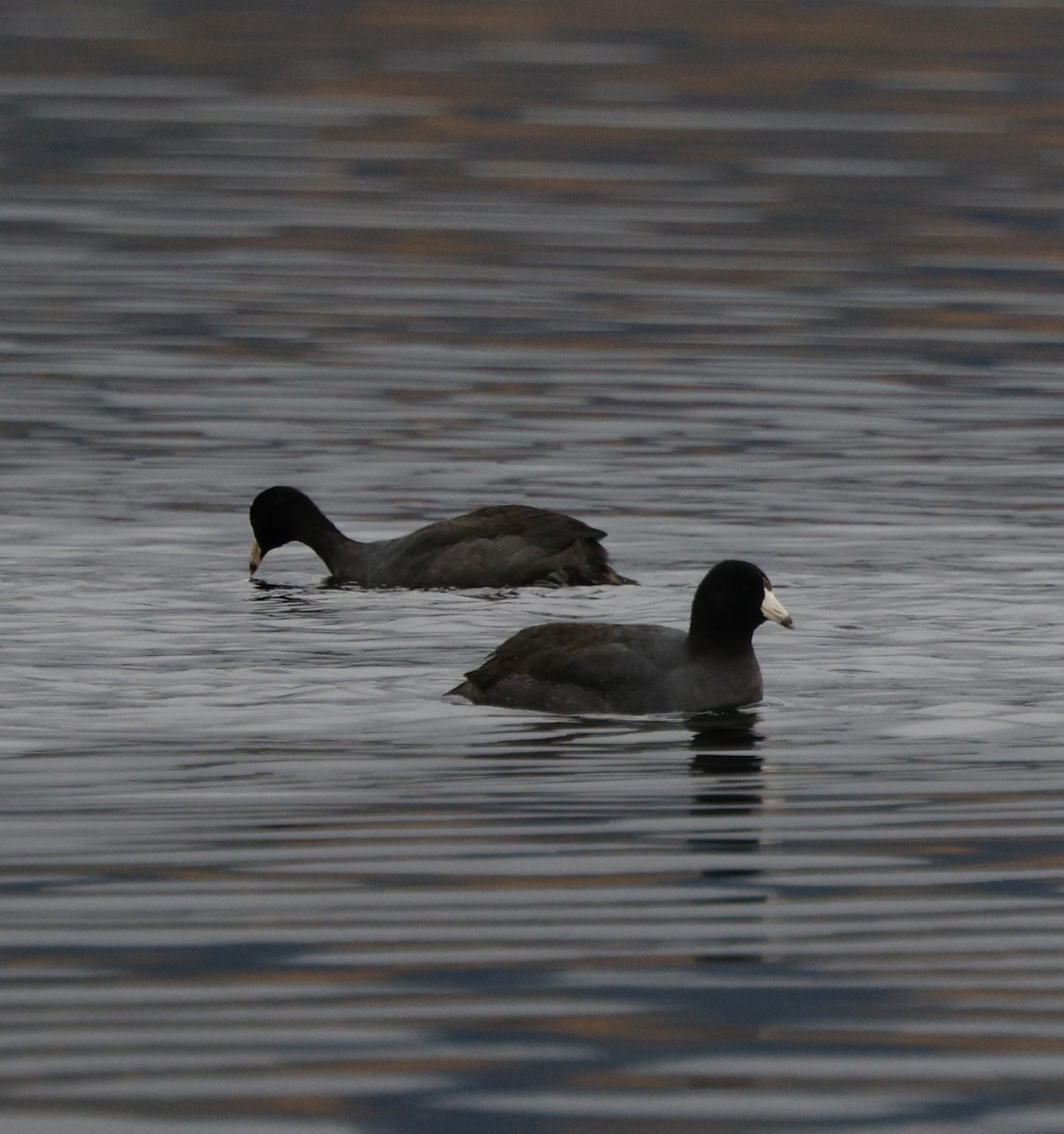 Лиска американська - ML646319683