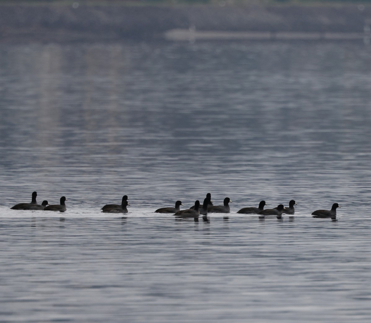 Лиска американська - ML646319684