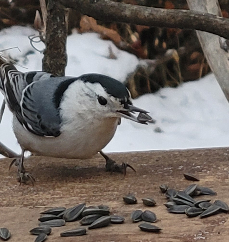 White-breasted Nuthatch - ML646319694