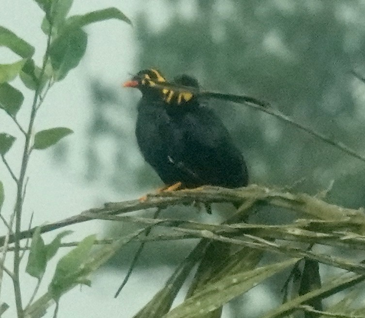 Southern Hill Myna - ML646319698