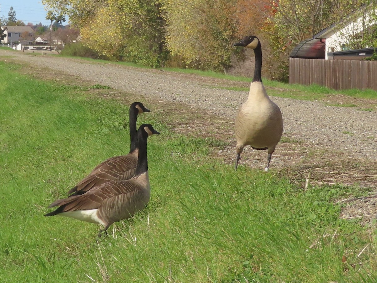 Oca canadese maggiore - ML646319699