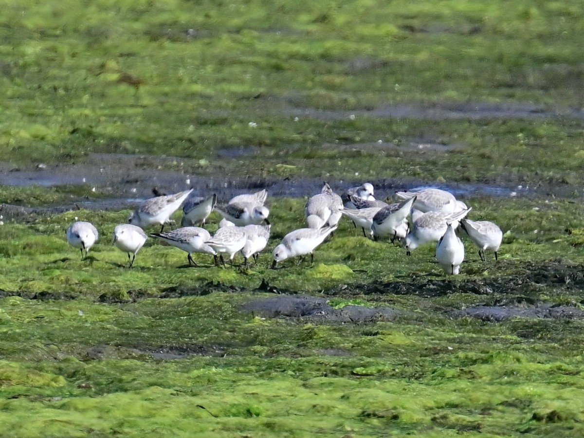 jespák písečný - ML646319700