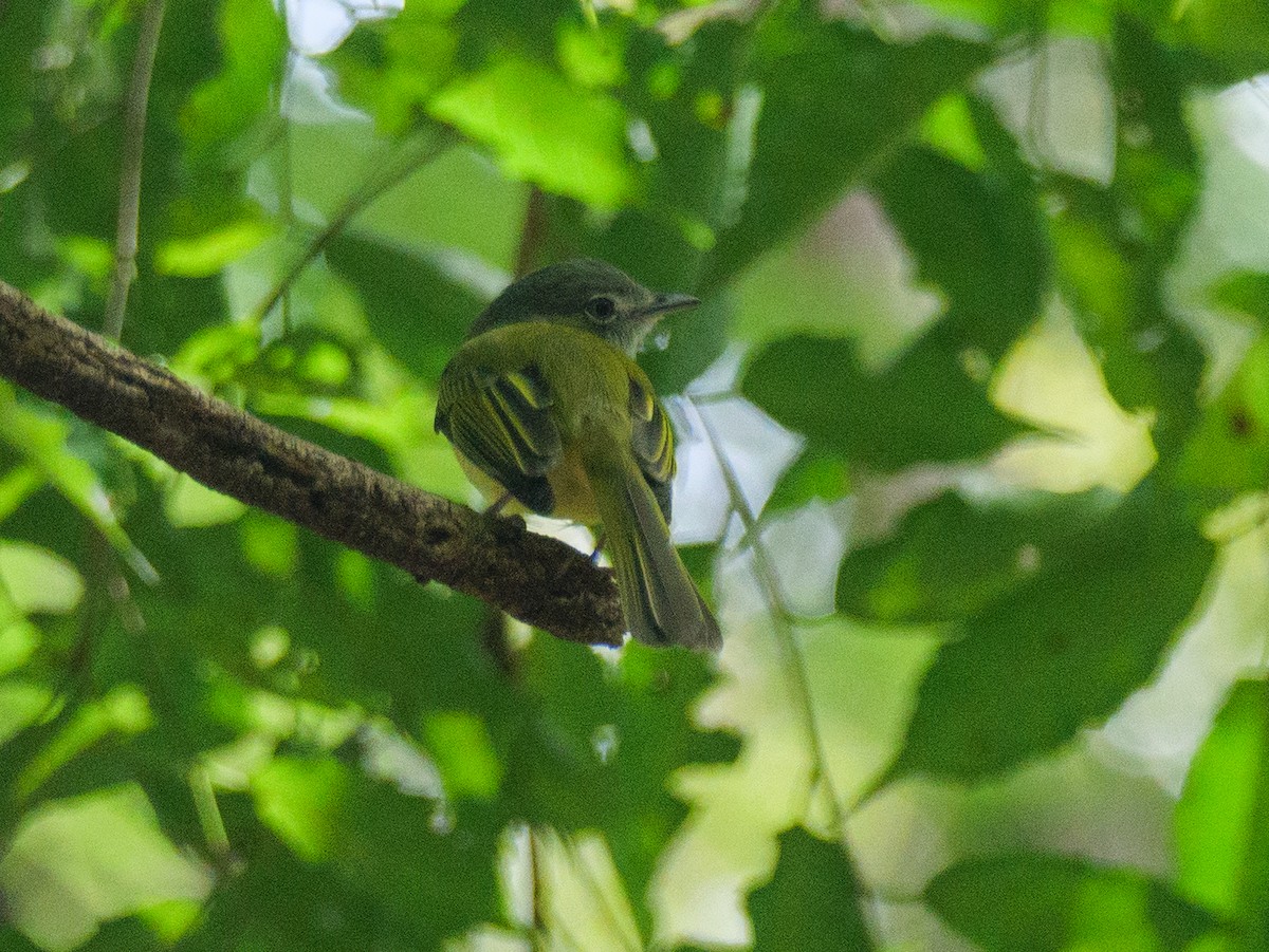 Picoplano Sulfuroso - ML646319719