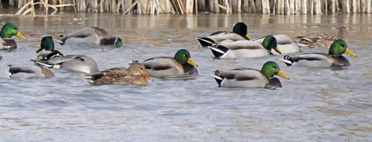 Mallard - ML646319720