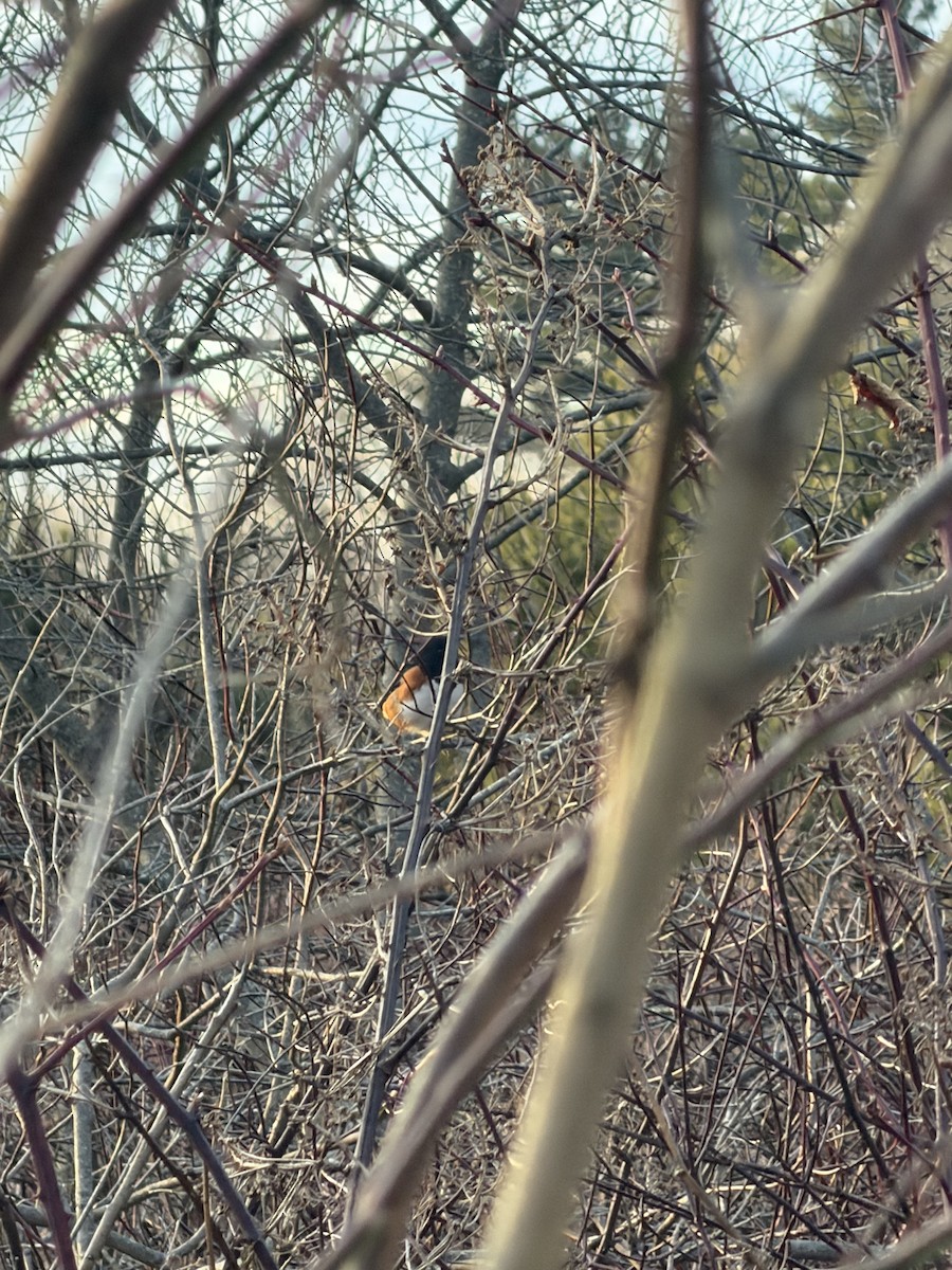 Eastern Towhee - ML646319722