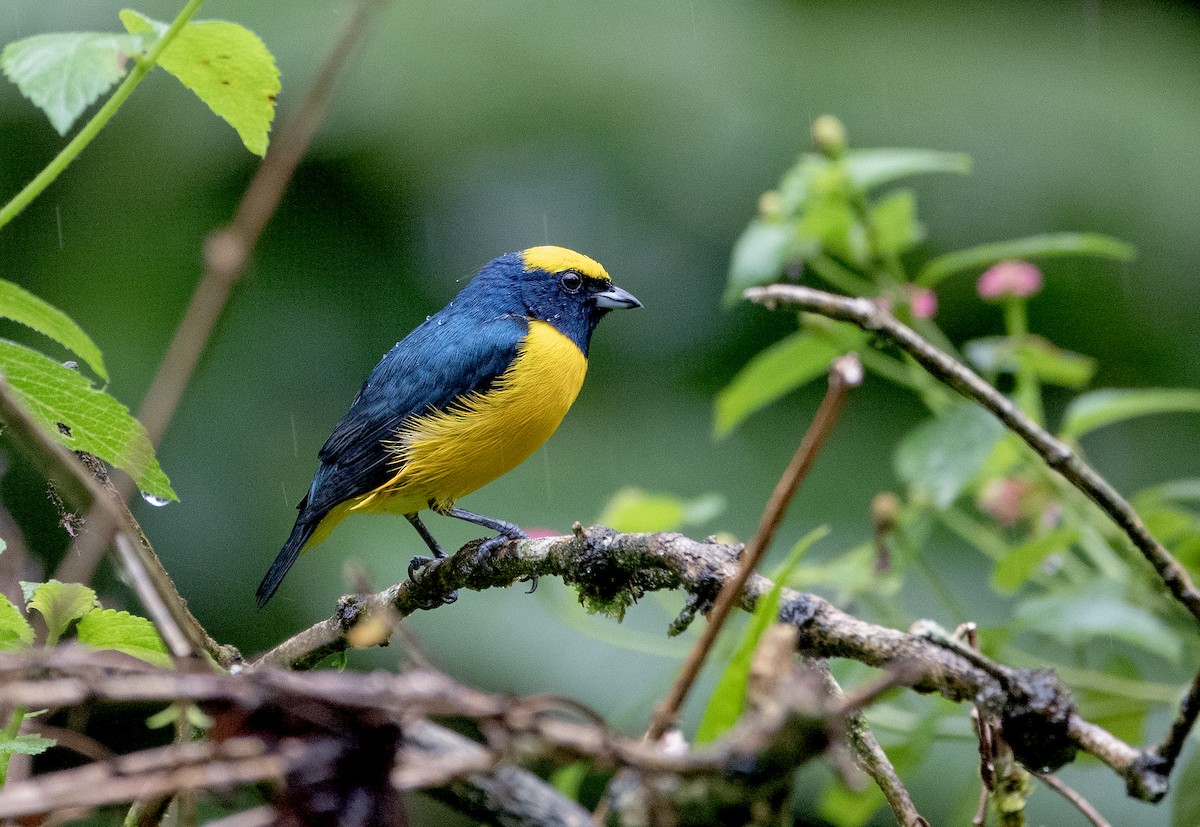 Yellow-crowned Euphonia - ML646319723