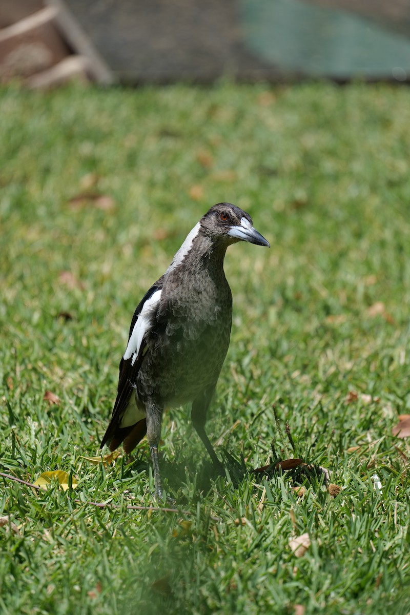 Verdugo Flautista - ML646319726