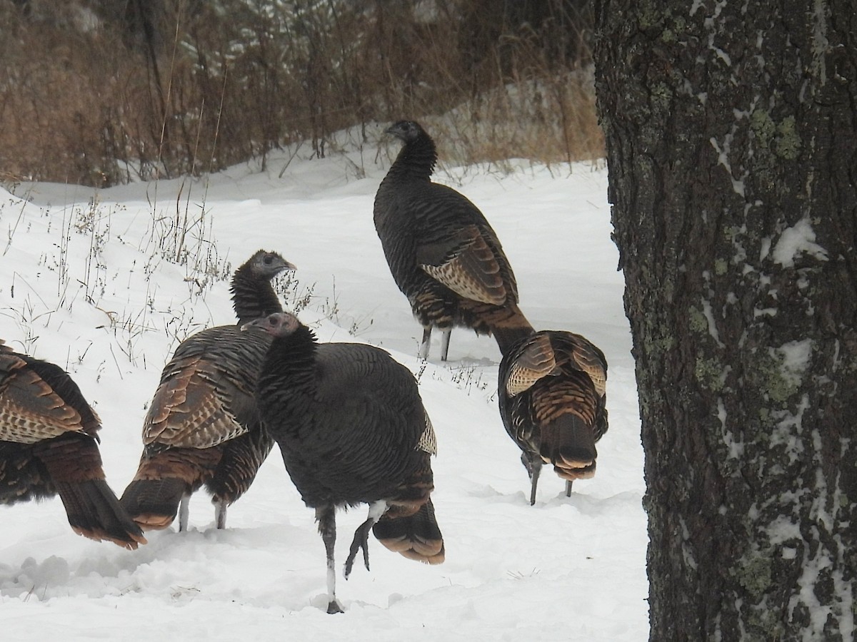 Indioilar arrunta - ML646319727