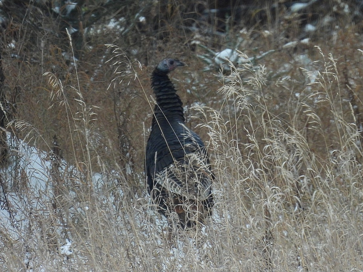 Indioilar arrunta - ML646319728